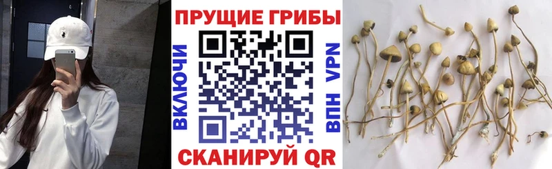 Галлюциногенные грибы GOLDEN TEACHER  это состав  Клинцы 